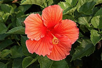 《一拳超人：世界》面向PC＆移动平台公布